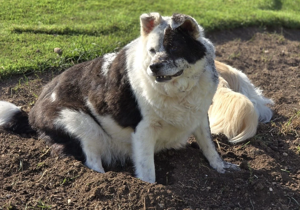 Morbidly obese dog thanks to nightly pasta sheds half his weight