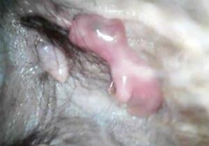 Tiny ‘pouch-cam’ gives rare glimpse of newly born kangaroo joey