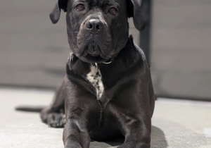 Abandoned bald puppy recovers and finds forever home