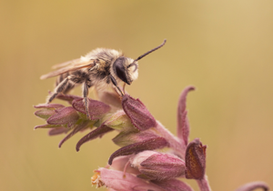 Rare bee species reappears in biodiversity win