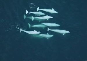 Beluga whales ‘swap wives’ to enhance survival of species