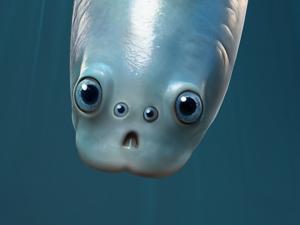 69725ba01f1f0imagejpg | Fox 11 Tri Cities Fox 41 Yakima