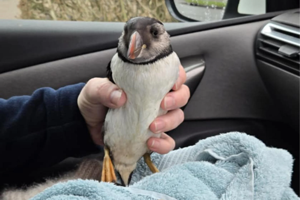 69726caf3bf25imagepng | Fox 11 Tri Cities Fox 41 Yakima