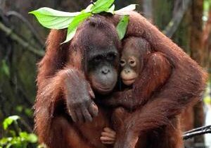 Mother orangutan uses leaf to keep baby dry during rainstorm