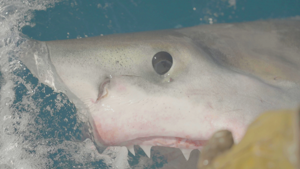 6973c206d508bimagepng | Fox 11 Tri Cities Fox 41 Yakima