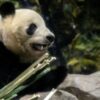 Japan’s beloved last pandas leave for China as ties fray