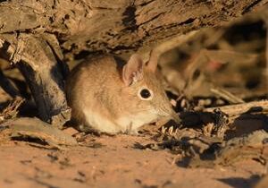 Scientists use digital footprints to track elusive small mammals