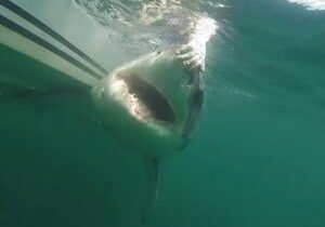 1,000-pound great white shark spotted super close to Alabama shoreline
