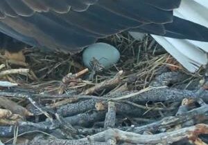 YouTube famous bald eagles welcome first eggs of year