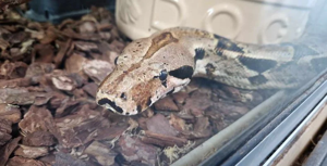 Shelter’s longest staying snake still looking for home