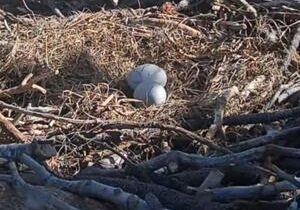 Viral eagles lose eggs after raven attack caught on YouTube stream