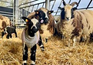 Ewe look cozy: Hand-knit sweaters keep baby lambs toasty