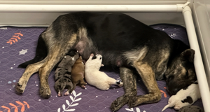 Pregnant dog rescued from freezing conditions gives birth | Fox 11 Tri Cities Fox 41 Yakima