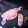Rescued turtle flown to sanctuary after storm