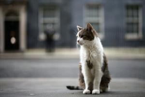 Paw patrol: Larry the cat marks 15 years at 10 Downing Street