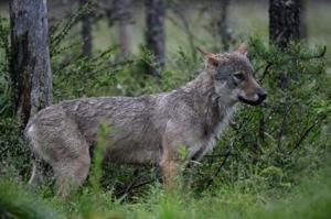 France loosens rules on allowing farmers to shoot wolves