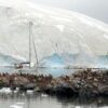 Bird flu ravaging Antarctic wildlife, scientist warns