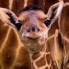 Newborn giraffe charms zoo visitors with distinctive hair