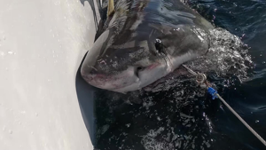 Aggregator Downloaded image for imported item 936056 | Fox 11 Tri Cities Fox 41 Yakima